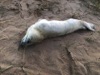 Seal pup chased to death